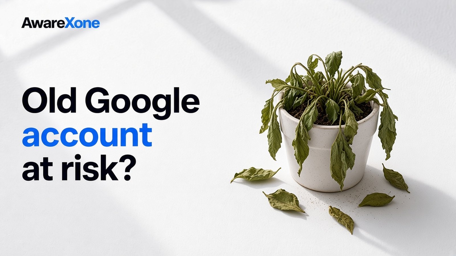 AwareXone Research cover reading 'Old Google account at risk?' beside a photo of a wilting plant in a white pot with dry leaves around it.
